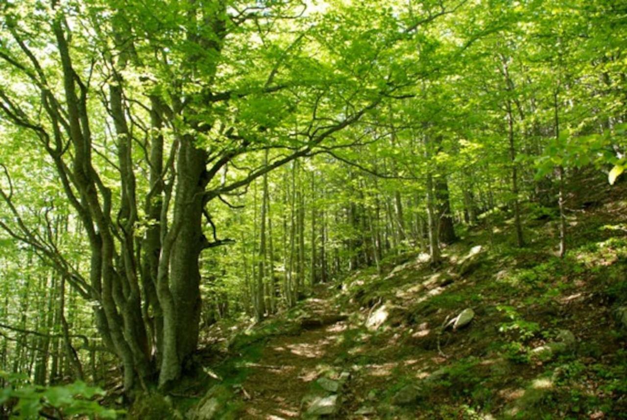 Naturaleza Y Aire Puro En El Pirineo Oriental En Una Bonita Casa Rural De Piedra Prats-de-Mollo-la-Preste Eksteriør billede