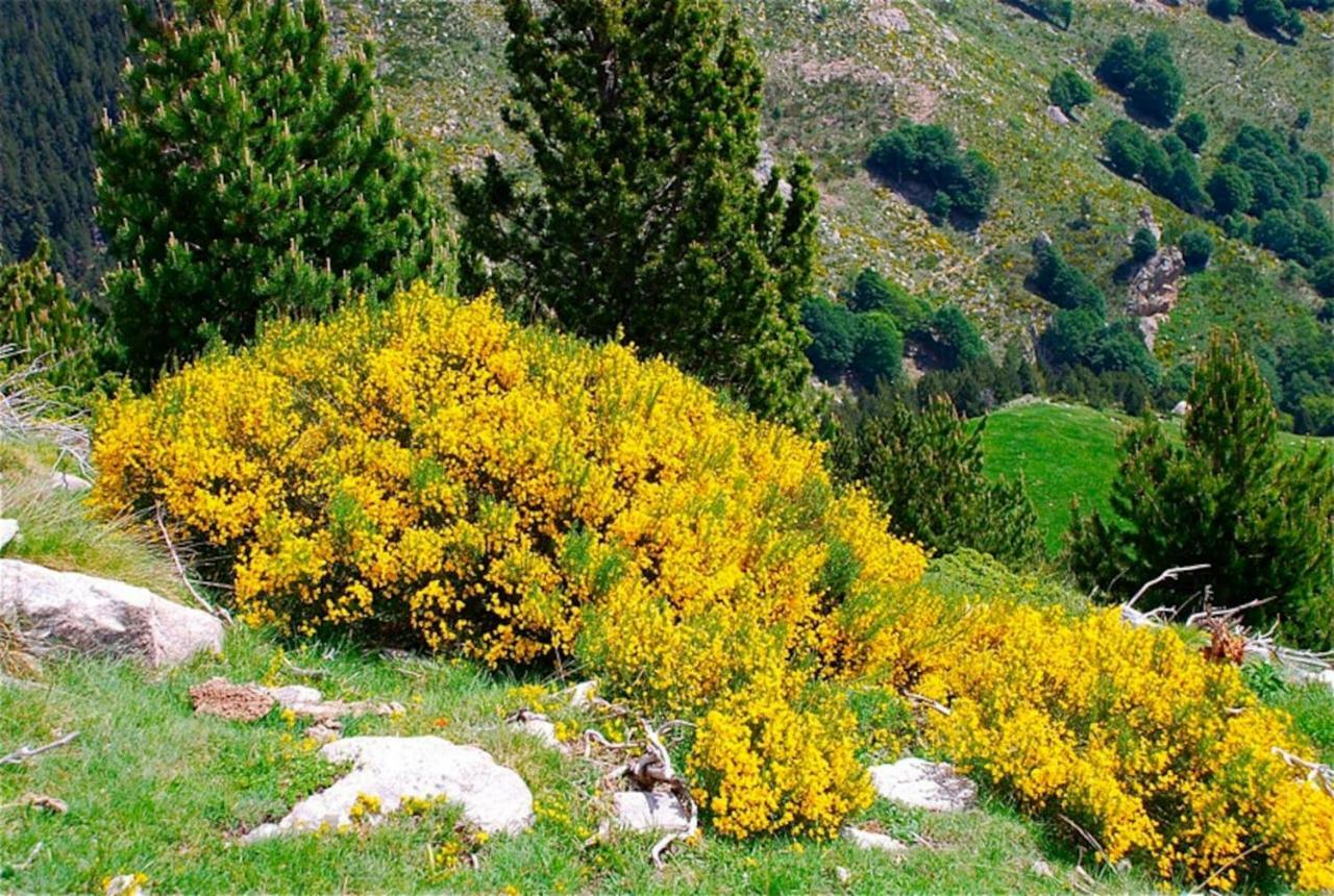Naturaleza Y Aire Puro En El Pirineo Oriental En Una Bonita Casa Rural De Piedra Prats-de-Mollo-la-Preste Eksteriør billede